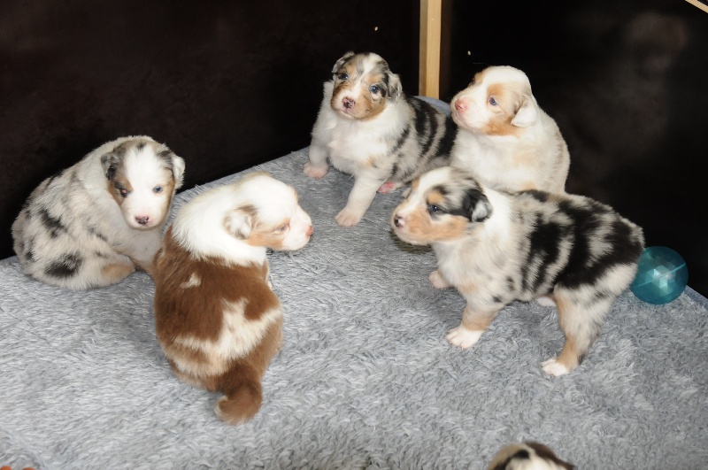 chiots portée 2012