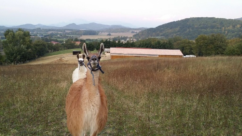 nos lamas