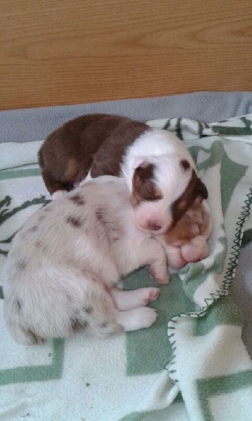 chiots portee 2015
