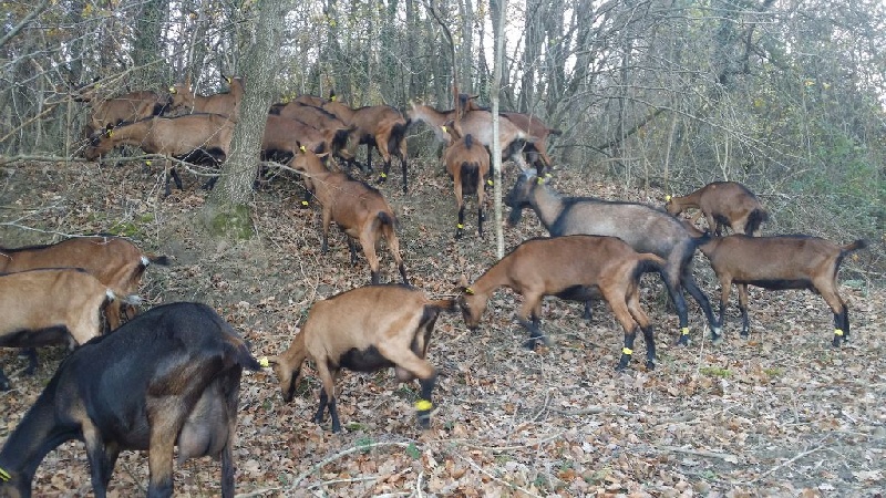 nos chèvres